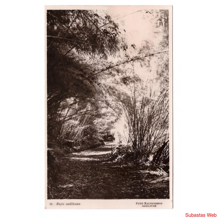 ARGENTINA. Bajo colihues.