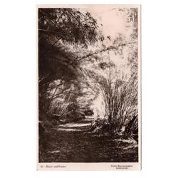 ARGENTINA. Bajo colihues.