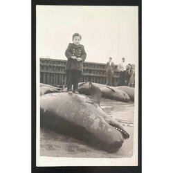 NIÑO PARADO ARRIBA DE UNA BALLENA. ANTIGUA Y RARA POSTAL!!!!